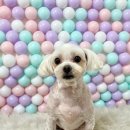 이쁘개귀엽개 이미지