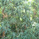 푸에르토 아줄 이미지