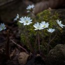 산에는꽃이피네 이미지