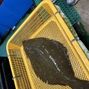 시장유통 | 무창포 수산시장 청풍수산유통 후기 광어·전어·자연산새우 회포장 가성비 최고!