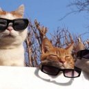 하나로 21 이미지