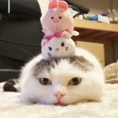 착한 고양이 이미지