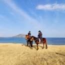 현주목장 | 제주도 말타기 체험 - 광치기해변 승마 끝판왕 쇠와꽃승마장