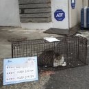 츄츄 동물병원 | 길고양이 중성화수술(TNR) 한달간 5마리 후기. 길냥이 포획틀 대여, 병원에 보내는 법은?
