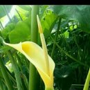 제주 올레길 5코스 이미지