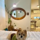 2833 | 찰스앤그레타, 강아지랑 갈 수 있는 서울 감성 숙소 후기