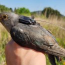 3만km 날아 아프리카에서 월동하고 돌아오는 두견새 이미지