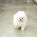 야옹아 멍멍해봐 강아지고양이 충남서산점 이미지