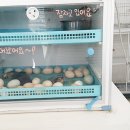 신기부화장 이미지