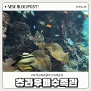 오키나와 북부 관광지/ 추라우미 /입장료, 시간/ 돌고래쇼 오키짱극장