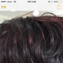 엘샤론 코리아 이미지
