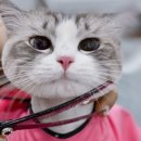 고양이 무마취미용&호텔 무냥무냥 부산서면점 이미지