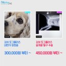 도그플러스 동물병원 이미지