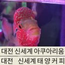 대전 신세계백화점 아쿠아리움 후기 / 라떼맛집 태양커피 후기 / 대전 데이트 코스 추천