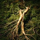 산삼한의원 이미지