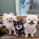 팜로드(주)의료기기 | 강아지 진드기 모기 스프레이 후기｜동국제약 캐니벅스 산책템, 메가주 참여 예정