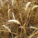 플라워사랑 이미지