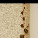 들꽃마을 이미지