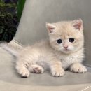 울산고양이분양 도레미캣 이미지