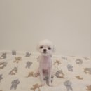 하콩이네 이미지