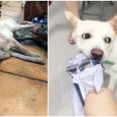 다나아 동물병원 이미지