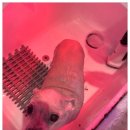 그루밍스토리 | 두정동애견미용 우리 강아지 변신 스토리 5번째 방문 후기 :)