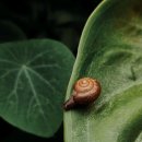 달팽이신경과 이미지