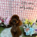 희망애견미용샵 네이버블로그