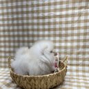 또바기 켄넬 이미지