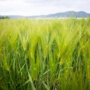 토바맑은식품 이미지