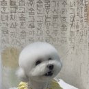 쵸코네묭실 이미지