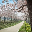 주)낙안온천 | 전국 벚꽃 축제 정보 총정리