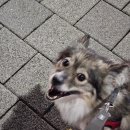 데이담 이미지