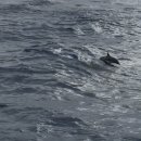 (주)돌핀수영 | 괌 day 2 파란돌핀크루즈 돌고래투어 파파존스