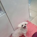 센트럴 동물메디컬센터 이미지