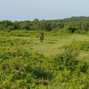 아라목장 이미지