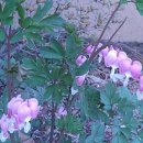 맹순이농장 이미지