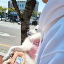 24시스마일동물의료센터동물병원 이미지