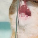 이쁜냥이 | 카라보호소 아름품센터 정기봉사활동-22, 뉴페냥이 제니,엘리,리디아
