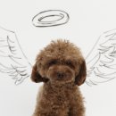 케나인코리아 이미지