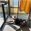 휘게 펫케어 이미지