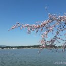 경포호수 벚꽃 이미지