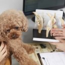 더사랑 동물병원 이미지