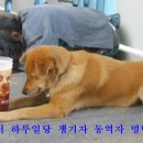 멍멍이 - 고양시 일산서구 중앙로 1443 | 멍멍이
