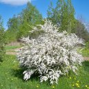 꽃그리고 이미지