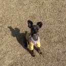 아띠라미 이미지