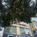 아이블링속눈썹블링