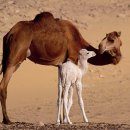 세계의 명소와 풍물 54 인도, 푸쉬카르(Pushkar) 낙타축제 이미지