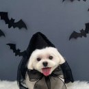 플러피퍼피 | [서산 반려동물 미용] 플러피퍼피 :: 말티즈 미용 / 반려견 미용