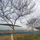 백일홍명품길 이미지